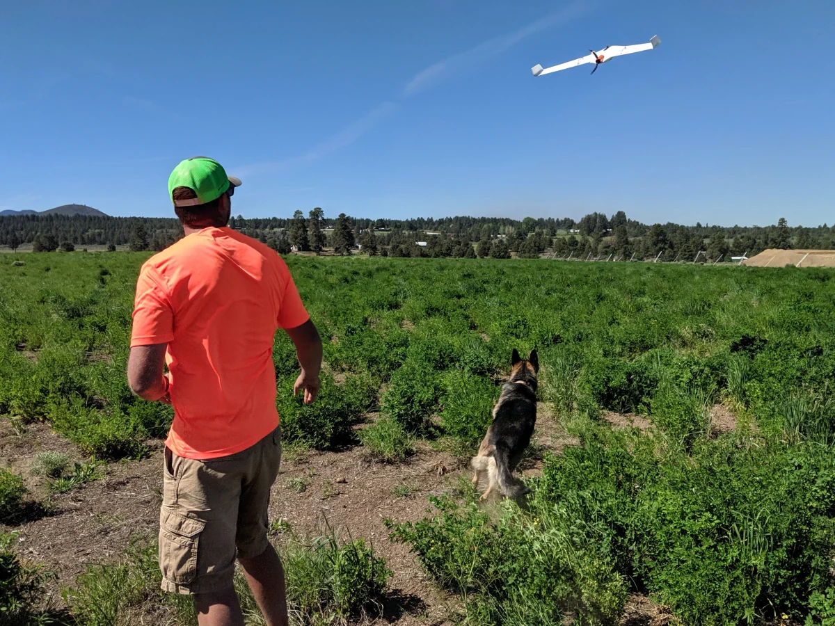 Povey operator watching a fixed-wing mapping drone fly over a field